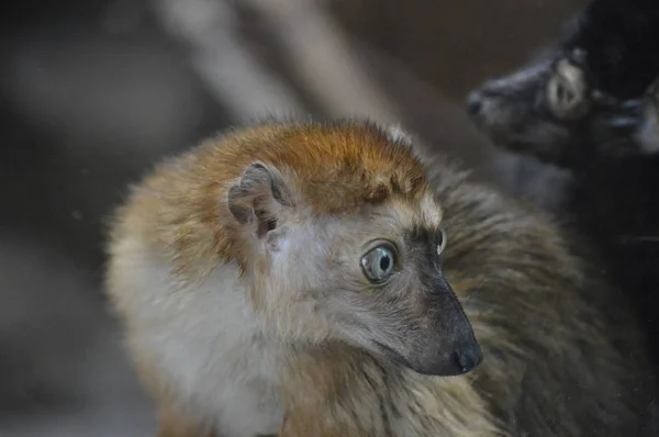 Modré oči lemur — Stock fotografie