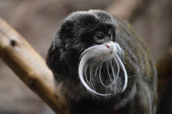 Een Keizer Tamarin — Stockfoto