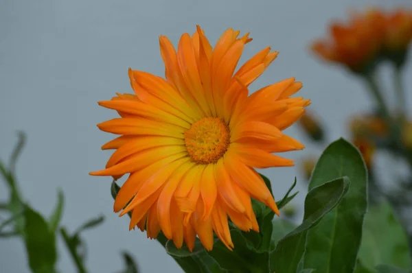 Moeder bloem in de tuin — Stockfoto