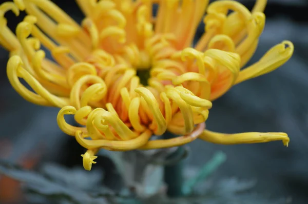 Mãe flor no jardim — Fotografia de Stock