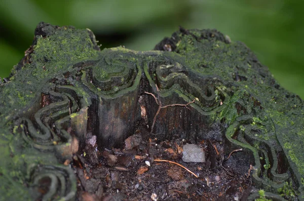 Plantera i ormbunke trädgården — Stockfoto