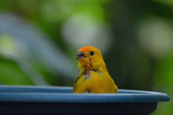 Ein gelber Vogel — Stockfoto