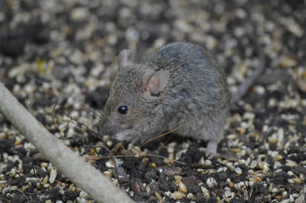 Un ratón gris —  Fotos de Stock