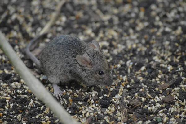 Un ratón gris —  Fotos de Stock