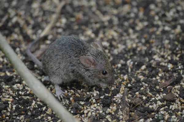 Un ratón gris —  Fotos de Stock