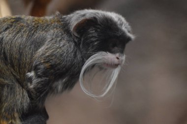 Emperor Tamarin bir dalda oturan