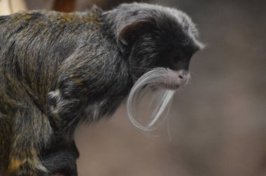 Emperor Tamarin bir dalda oturan