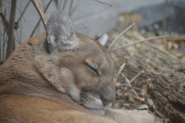 Uyuyan bir puma 'ya yaklaş.
