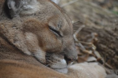 Uyuyan bir puma 'ya yaklaş.