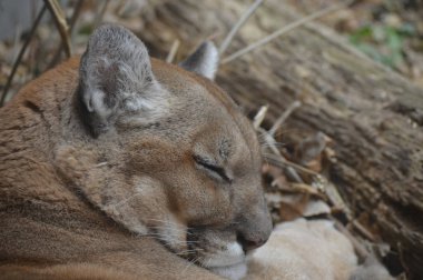 Uyuyan bir puma 'ya yaklaş.