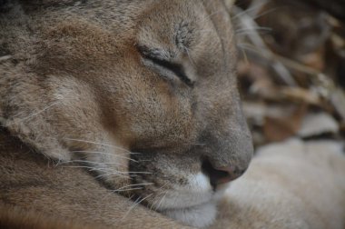 Uyuyan bir puma 'ya yaklaş.