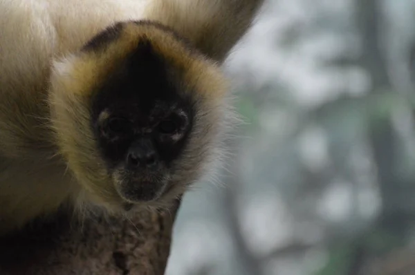 Närbild Spider Monkey — Stockfoto