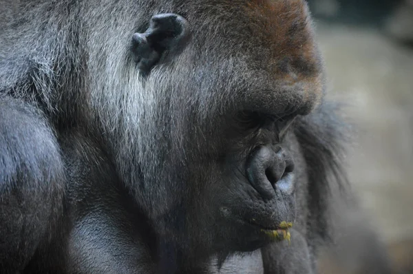 Primer Plano Gorila Tierras Bajas Del Oeste — Foto de Stock