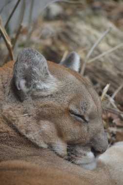 Uyuyan bir puma 'ya yaklaş.