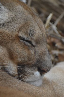 Uyuyan bir puma 'ya yaklaş.