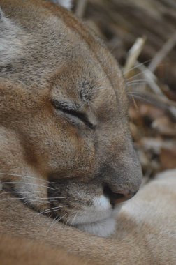Uyuyan bir puma 'ya yaklaş.
