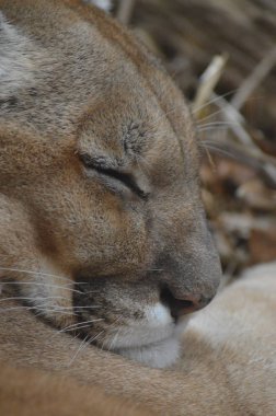 Uyuyan bir puma 'ya yaklaş.