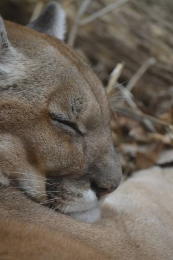 Uyuyan bir puma 'ya yaklaş.