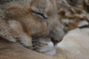 Uyuyan bir puma 'ya yaklaş.
