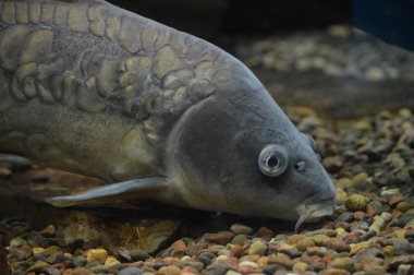 Sazan Balık yüzme su