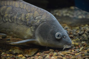 Sazan Balık yüzme su