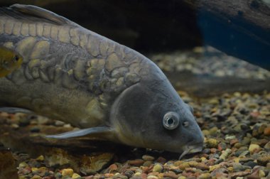 Sazan Balık yüzme su