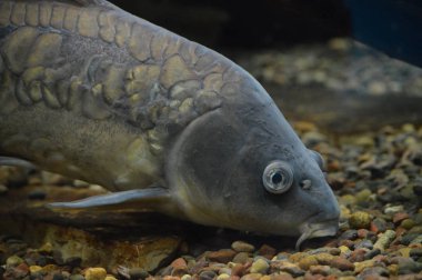 Sazan Balık yüzme su