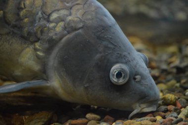 Sazan Balık yüzme su