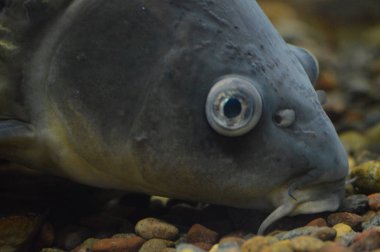 Sazan Balık yüzme su