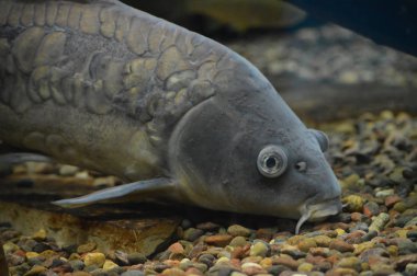 Sazan Balık yüzme su