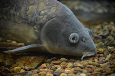 Sazan Balık yüzme su