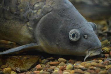 Sazan Balık yüzme su