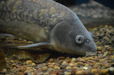 Sazan Balık yüzme su