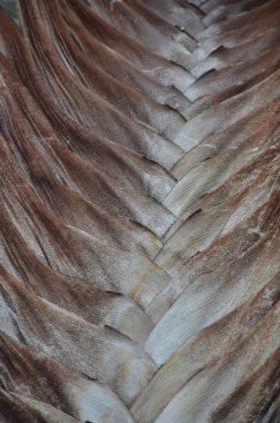 Bir kahverengi palmiye yaprak arka plan