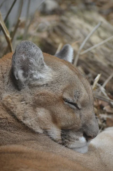 Uyuyan bir puma 'ya yaklaş.