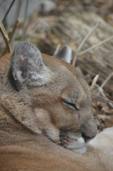 Uyuyan bir puma 'ya yaklaş.