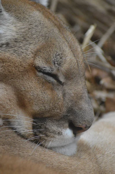 Perto Puma Adormecido — Fotografia de Stock