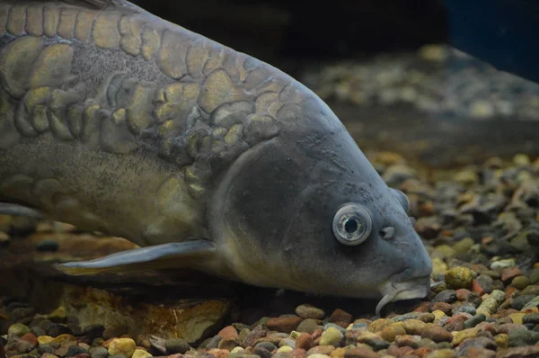 Karpfenfische Schwimmen Wasser — Stockfoto