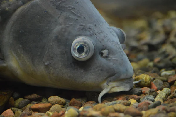 Karpfenfische Schwimmen Wasser — Stockfoto