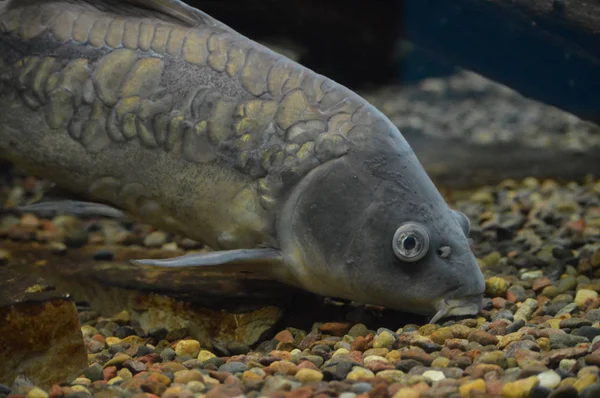 Sazan Balık yüzme su