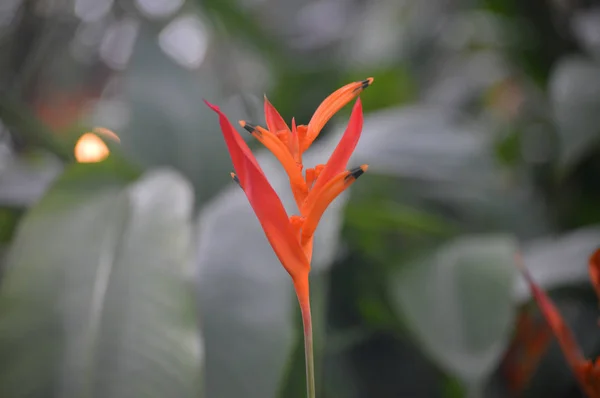 Fiore Tropicale Arancione Giardino — Foto Stock