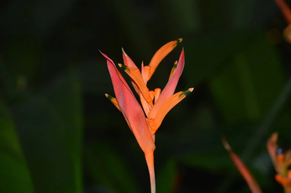 Flor Tropical Naranja Jardín — Foto de Stock