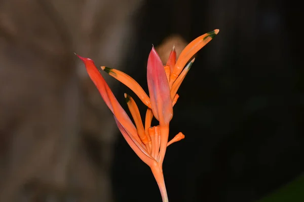 Fleur Tropicale Orange Dans Jardin — Photo