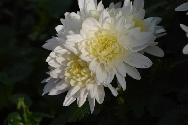 Witte Bloemen Tuin — Stockfoto