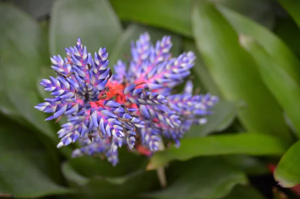 Botanický Zahradě — Stock fotografie