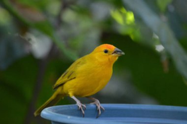 Bahçede bir tropik kuş