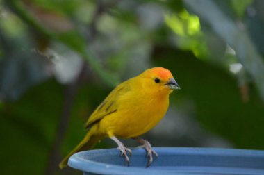Bahçede bir tropik kuş