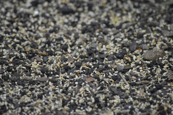 Черная Галька Фон Птичьим Семенем — стоковое фото