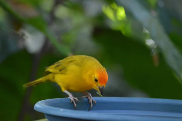 庭に熱帯鳥 — ストック写真