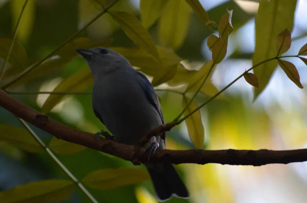 Oiseau Tropical Dans Jardin — Photo